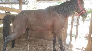 Healthy and cute horse breeding, riding horses, riding horses, carriage horses