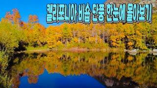 캘리포니아 비숍 단풍 한눈에 몰아보기 (Beautiful California Bishop Maple View)