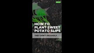 How to Plant Sweet Potato  Slips