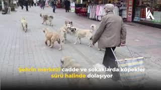 Sokak köpekleri vatandaşa saldırıyor