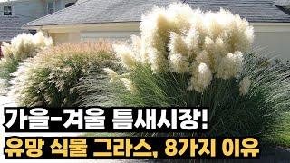 그라스가 유망 식물인 8가지 현실적 이유