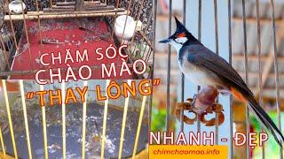 Chào mào thay lông - Kỹ thuật chăm lông "chuẩn" giúp chim nhanh có lửa 