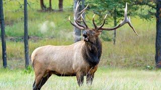 60+ Elk Bugles and Chuckles during the Rut