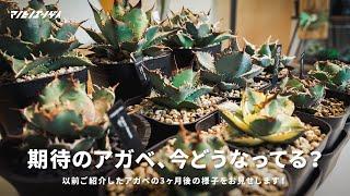 期待のアガベの成長が凄いことに…！3ヶ月前と現在の様子を比較してみました。｜アガベ｜チタノタ｜子株育成｜多肉植物