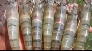 BMP For Shrimp Farming - 1 : NaCSA