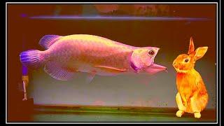 Best Top 5 Arowana Fish Challenges | Best scene of Arowana feeding with huge creatures