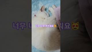 나는 있다 귀여운 고양이 #고양이 #기안84 #장점 #귀여운고양이