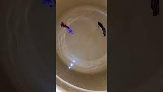 fighter fish fight