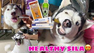 What Our Pack’s Everyday Vitamins? | Husky Pack TV | Vlogmas 2021