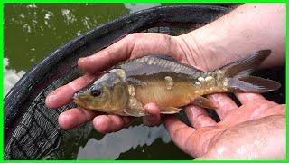 Mirror Carp Growth after 2 years in Garden Pond (Carp Growth Rates in UK?)