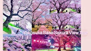 Yokosuka Base (Sakura) Cherry Blossom View Tour|Bmoc19 Brent