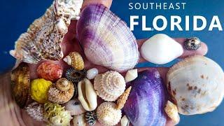 Finding beautiful SHELLS in Southeast Florida!