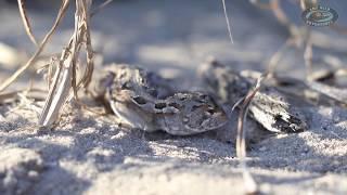 Amy Wild Observations: Western Heath Dragon Burrowing