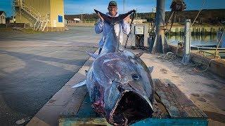 $1,000,000.00 FISH {Catch Clean Cook} GIANT BlueFin TUNA!!!