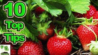 10 Tips To Grow The Best Strawberries Ever