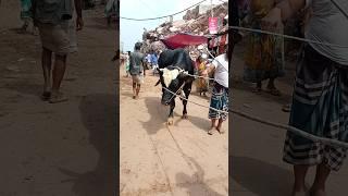 Big cow|biggest cow|the world cow|gabtoli gorur haat|gabtoli new collection cow|Brahman cow#cow#bull