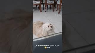 مدل صدا کردن تیتو #dog #shortvideo