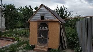 Бакинские голуби, молодежь: Первые тренировки голубей! Baku Pigeons. The first training of pigeons!