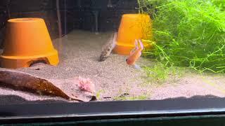 Apistogramma diplotaenia vs sp. „Schwanzzipfel”