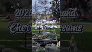 2025 Richmond Cherry Blossoms #shorts #short  #sakura  #tourism #vancouver