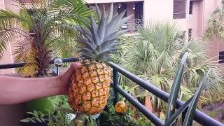 How to harvest your pineapple (Ananas Comosus) and start a new plant!