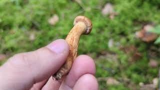 Deadly Webcap - Foraging Mushrooms UK (Cortinarius rubellus)