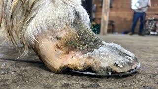 SPECIALIZED HEART-BAR Horseshoe For NEGLECTED Draft Horse!