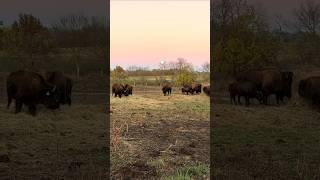 BISON in the EVENING! #buffalo #moon #animal #farm