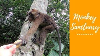 MONKEY SANCTUARY | STA. CATALINA, NEGROS ORIENTAL