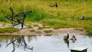 RARE BIRDS AND GETTING WET(lands) IN BARNES!