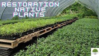 Restoration Native Plants - TN Nursery