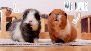 The Guinea Pig Wild West: Wheeking Herd of 5