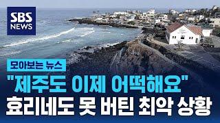 "제주도 이제 어떡해요"...효리네도 못 버틴 최악 상황 / SBS / 모아보는 뉴스