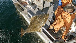 Some Nice Halibut at the Kelp Patch! - Alaska Halibut Longlining | 2024 Longline Season