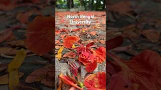 North Bengal University #siliguri #shorts #youtubeshorts