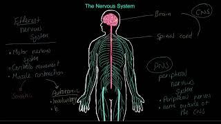 IB Sports, exercise and health science 2024: The Nervous System