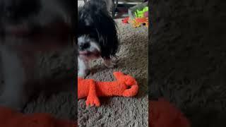 Playtime with Oliver