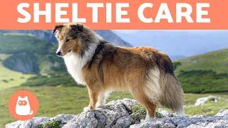 SHETLAND SHEEPDOG  (Sheltie Characteristics and Care)