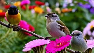 Serene Beauty | Flowers, Birds & Relaxing Music for Stress Relief#ghiblipianomusic #birds