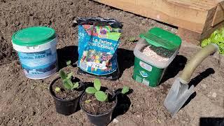 Transplanting Squash Plants with Rock Dust and Soil Amendments