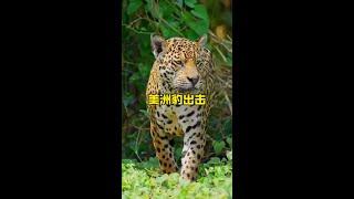 美洲豹狩獵巨型水豚#野生動物零距離 #解說版動物世界 #內容啟發搜索