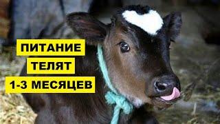 Питание теленка с 1 до 3 месяцев | Животноводство | Рацион питания телят | КРС | Кормление бычков