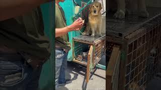 Homeless man eats lunch with stray dog ​​and then continues wandering