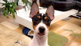 Toy Fox Terrier  Irresistible Puppy Eyes!