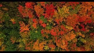 4k Sample Video | Colorful autumn forest. Brightly colored foliage of trees. Flying over.