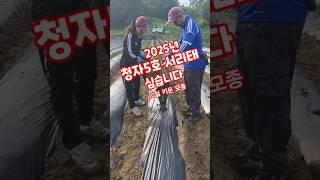 청자5호 서리태 양손파종기로 심습니다. 풀뿌리농장 #shorts