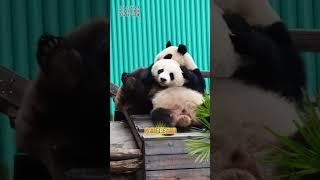 花儿:救救我救救我  #大熊猫青花青露
