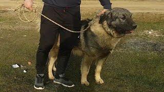 85cm 80kg Illyrian Shepherd 2021 ( BONI ) 3 years old