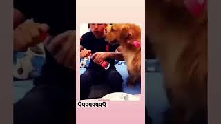 #shorts #Dog #laughDog #Dog #Don’t hide my egg Dog #Animal world Dog