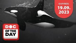 Saving Orcas: The Dam Threat | Doc of the Day